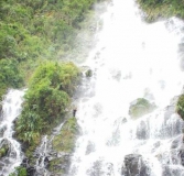 Imagen Bosque de Huayquichuma